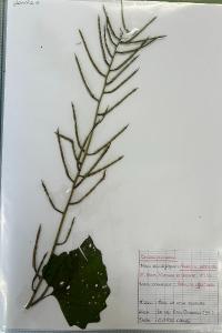 <i>Alliaria petiolata</i>