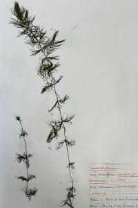 <i>Ceratophyllum demersum</i>
