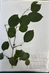 <i>Cornus sanguinea</i>