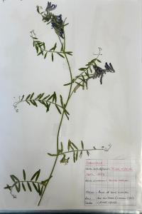 <i>Vicia villosa</i>