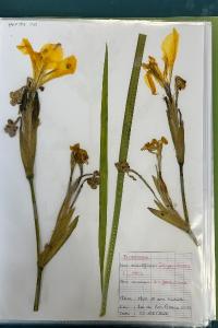 <i>Iris pseudacorus</i>