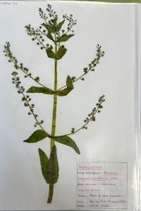 <i>Veronica anagallis-aquatica</i>