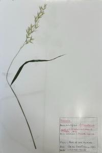 <i>Arrhenatherum elatius</i>