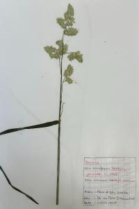 <i>Dactylis glomerata</i>
