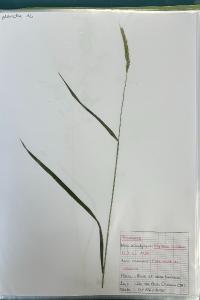 <i>Elymus caninus</i>
