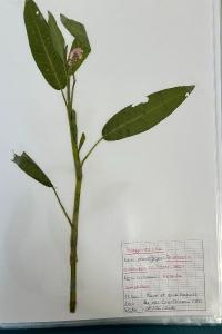 <i>Persicaria amphibia</i>