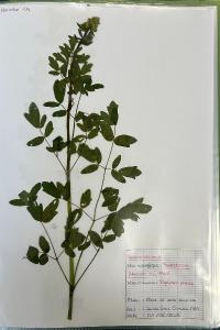 <i>Thalictrum flavum</i>