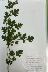 <i>Crataegus monogyna</i>