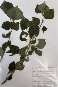 <i>Populus nigra</i>