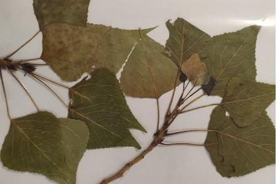 <i>Populus nigra</i>