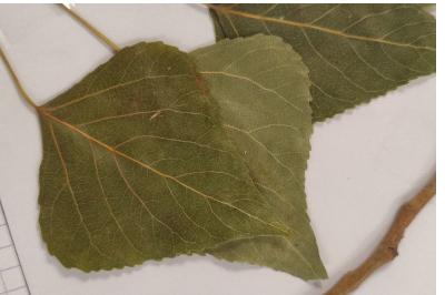 <i>Populus nigra</i>