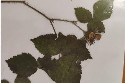<i>Rubus caesius</i>
