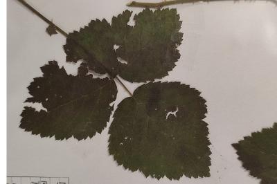 <i>Rubus caesius</i>