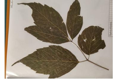 <i>Acer negundo</i>