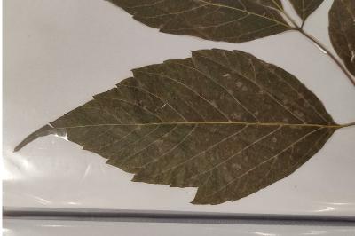 <i>Acer negundo</i>