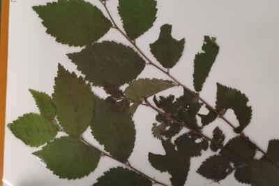 <i>Ulmus minor</i>
