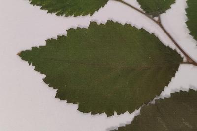 <i>Ulmus minor</i>