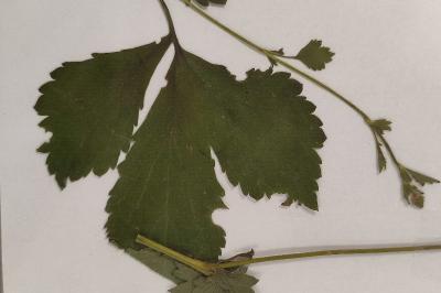 <i>Geum urbanum</i>