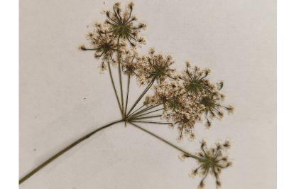<i>Chaerophyllum temulum</i>