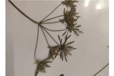 <i>Chaerophyllum temulum</i>