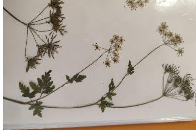 <i>Chaerophyllum temulum</i>