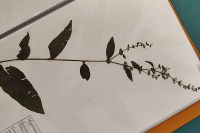 <i>Rumex conglomeratus</i>