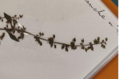 <i>Rumex conglomeratus</i>
