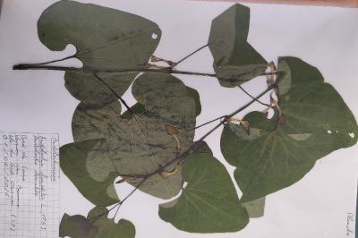 <i>Aristolochia clematitis</i>