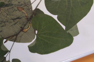 <i>Aristolochia clematitis</i>