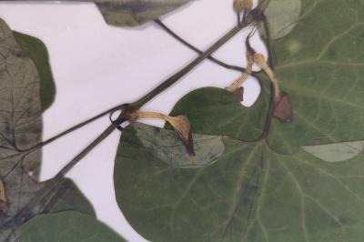 <i>Aristolochia clematitis</i>
