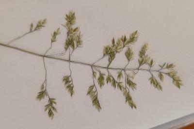 <i>Poa pratensis</i>