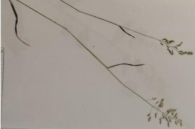 <i>Poa pratensis</i>