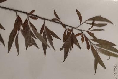 <i>Salix alba</i>