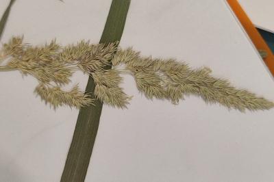 <i>Calamagrostis epigejos</i>