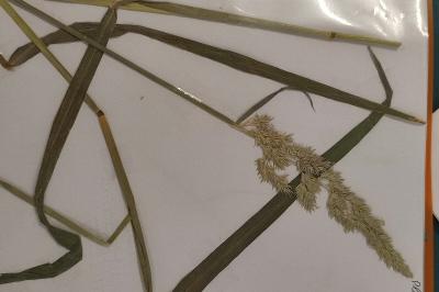 <i>Calamagrostis epigejos</i>