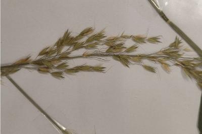 <i>Arrhenatherum elatius</i>