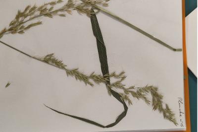 <i>Arrhenatherum elatius</i>
