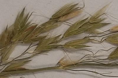 <i>Arrhenatherum elatius</i>