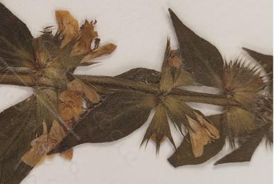 <i>Stachys palustris</i>