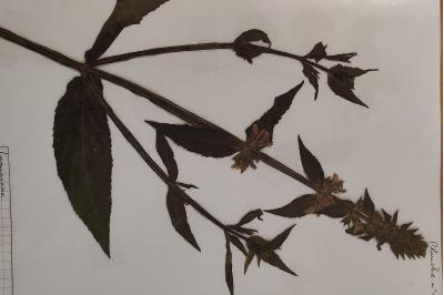 <i>Stachys palustris</i>