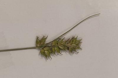 <i>Stachys sylvatica</i>