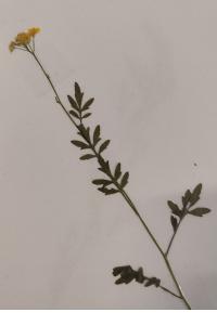 <i>Rorippa sylvestris</i>