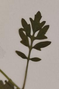 <i>Rorippa sylvestris</i>