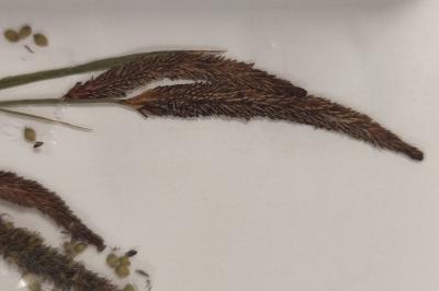 <i>Carex acuta</i>