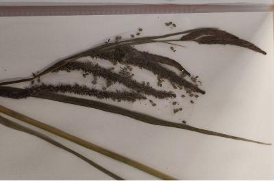 <i>Carex acuta</i>