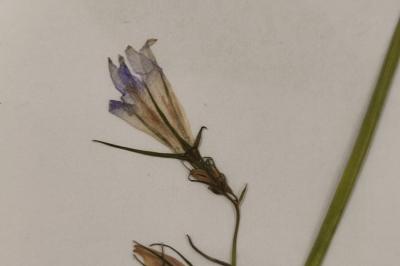 <i>Campanula rapunculus</i>