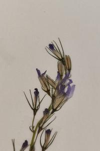 <i>Campanula rapunculus</i>