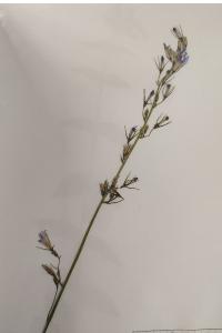 <i>Campanula rapunculus</i>