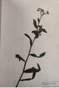 <i>Myosotis scorpioides</i>