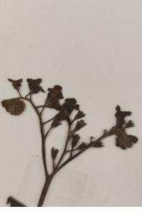 <i>Myosotis scorpioides</i>